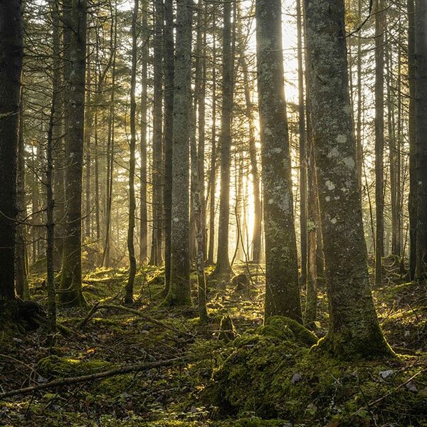 mcconnell-foundation-yir-2024-commitments-hero EN: Sunlight filtering through a dense forest of tall, moss-covered trees. The forest floor is rich with moss, fallen branches, and dappled light, creating a calm and natural atmosphere. FR: Rayons de soleil traversant une forêt dense d’arbres hauts couverts de mousse. Le sol forestier est tapissé de mousse, de branches tombées et de lumière tamisée, créant une ambiance calme et naturelle.